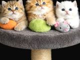 Show Kalite British Shorthair Golden Bebekler