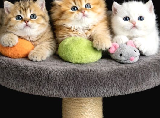Show Kalite British Shorthair Golden Bebekler görsel