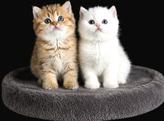 Show Kalite British Shorthair Golden Bebekler görsel