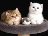 Show Kalite British Shorthair Golden Bebekler