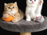 Show Kalite British Shorthair Golden Bebekler