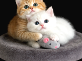 Show kalite british shorthair golden bebekler