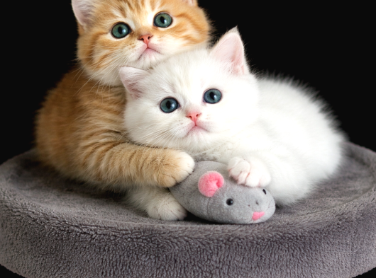 Show Kalite British Shorthair Golden Bebekler