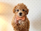 Aşılı Poodle Bebekler