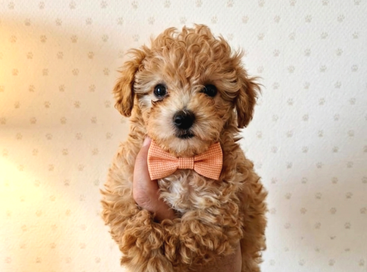 Aşılı Poodle Bebekler görsel