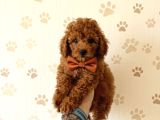 Aşılı Poodle bebekler