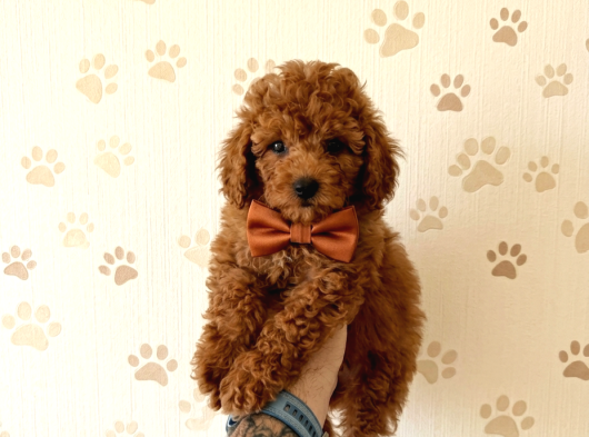 Aşılı Poodle Bebekler