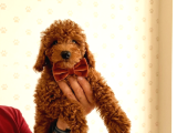 Aşılı Poodle Bebekler
