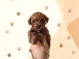 Aşılı Poodle Bebekler