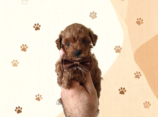 Aşılı Poodle Bebekler görsel