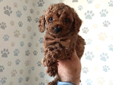 Aşılı Poodle Bebekler