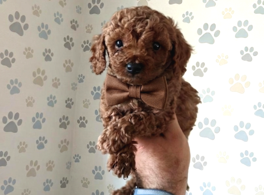 Aşılı Poodle Bebekler görsel