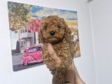 Toy poodle yavrularımız