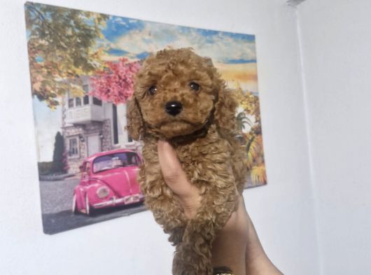 Toy Poodle Yavrularımız