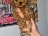 Toy Poodle Yavrularımız