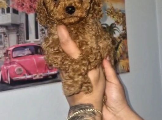 Toy Poodle Yavrularımız görsel