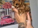 Toy Poodle Yavrularımız