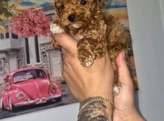Toy Poodle Yavrularımız görsel