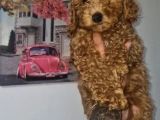 Toy Poodle Yavrularımız