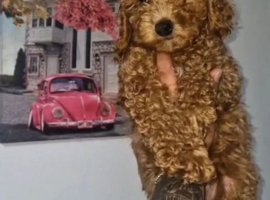 Toy Poodle Yavrularımız görsel