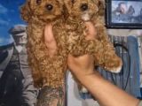 Toy Poodle Yavrularımız