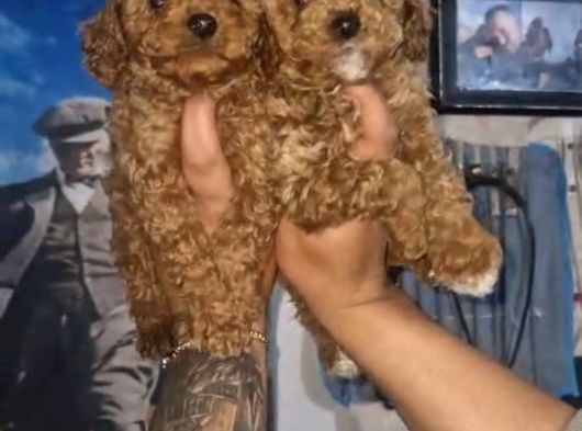 Toy Poodle Yavrularımız görsel