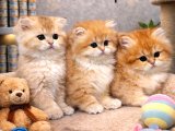 Mükemmel a kalite golden british longhair yavrularımız