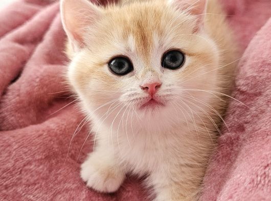 Mani̇sa İzmi̇r Deni̇zli̇ Uşak Safkan Golden British Shorthair görsel