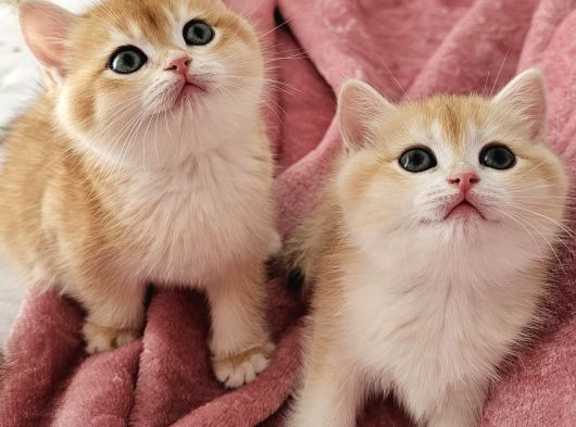 Mani̇sa İzmi̇r Deni̇zli̇ Uşak Safkan Golden British Shorthair görsel