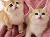 Mani̇sa İzmi̇r Deni̇zli̇ Uşak Safkan Golden British Shorthair