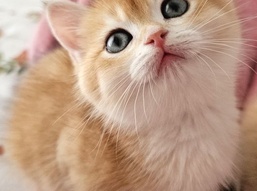 Mani̇sa İzmi̇r Deni̇zli̇ Uşak Safkan Golden British Shorthair görsel