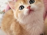 Mani̇sa İzmi̇r Deni̇zli̇ Uşak Safkan Golden British Shorthair