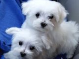 KAR BEYAZ MALTESE TERRİER CİNSLERİ