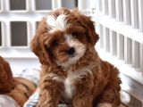Malti̇poo Ci̇nsi̇ Yavrular Ev Üreti̇mi̇