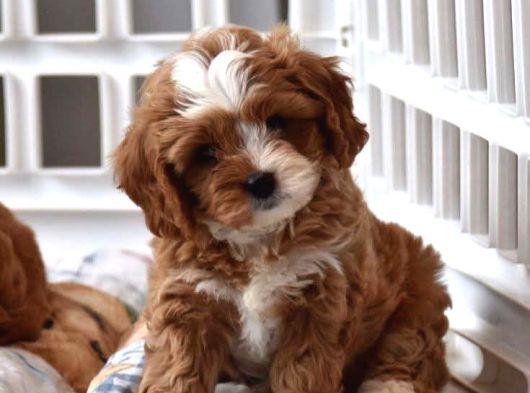 Malti̇poo Ci̇nsi̇ Yavrular Ev Üreti̇mi̇ görsel