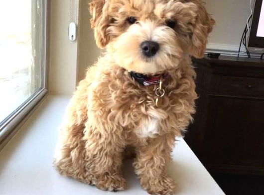 Malti̇poo Ci̇nsi̇ Yavrular Ev Üreti̇mi̇ görsel