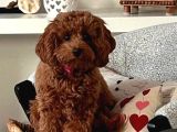 TOY POODLE SEVİMLİ YAVRULAR EV ÜRETİMİ