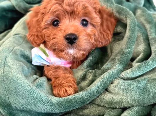 Malti̇poo Ci̇nsi̇ Yavrular Ev Üreti̇mi̇