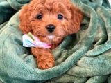 MALTİPOO CİNSİ YAVRULAR EV ÜRETİMİ