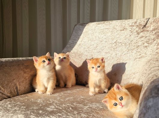 Mani̇sa İzmi̇r Deni̇zli̇ Uşak Safkan Golden British Shorthair görsel