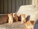 Safkan Golden British Shorthair