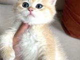 Bri̇ti̇sh Shorthai̇r Golden Ny11-Ay12 Değerini Bilenler