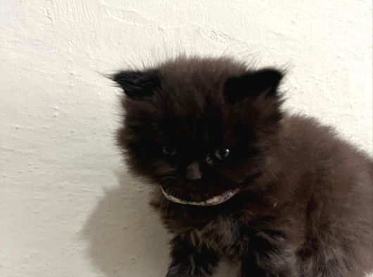 Britişh Longhair Çikolata 2 Aylık görsel