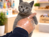 Mükemmel A Kalite British Shorthair Yavrularımız