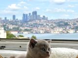 Safkan A Kalite Lilac Bebek Uygun Fiyat