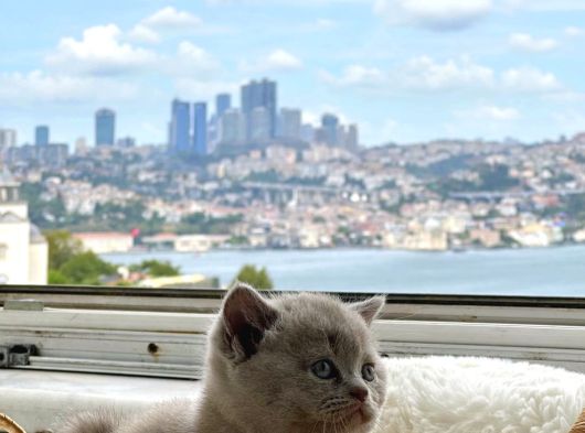 Safkan A Kalite Lilac Bebek Uygun Fiyat görsel