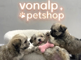 Vonalp Pet Garantisiyle Efsane Güzelli̇kte Morki̇e Yavrular