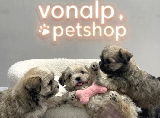 Vonalp Pet Garantisiyle Efsane Güzelli̇kte Morki̇e Yavrular görsel