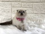 Scottish Fold Bluepoint Dişi 2 Aylık