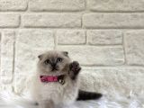 Scottish Fold Bluepoint Dişi 2 Aylık